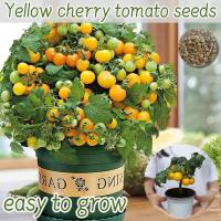 ราคา ปลูกง่าย เมล็ดสด100% เมล็ดพันธุ์ มะเขือเทศเชอรี่เหลือง บรรจุ 100เมล็ด Yellow Cherry Tomato Seed เมล็ดพันธุ์ผัก เมล็ดผลไ (46804201954)