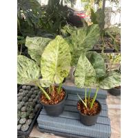 ราคา ฟิโลเดนดรอนหูช้างด่างขาว (Philodendron Giganteum Var.) (24840045688)