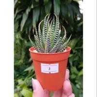 ราคา ฮาโวเทีย ม้าลาย ต้นที่ 2 Haworthia fasciata (2874478750)
