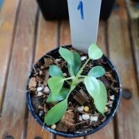 ราคา ก้ามกุ้ง แม่ด่าง ต้นอนุบาล (6793605482)