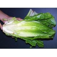 ราคา ผักสลัด ปารีสไอแลนด์ - Parris Island Cos Romaine Lettuce (168358818)