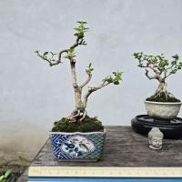 ราคา บอนไซเพรมน่า (premna bonsai) (40572865874)