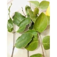 ราคา ใบกาฝาก พอสำหรับหนอน10 ตัว สำหรับเลี้ยงหนอนผีเสื้อกาฝาก (14810734401)