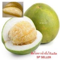 ราคา ต้นส้มโอขาวน้ำผึ้งไร้เมล็ด (กิ่งทาบ)​ ขนาด 70 ซม. (9191164954)