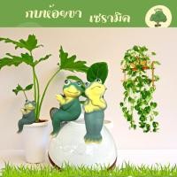 ราคา กบห้อยขา กบเซรามิค คละแบบ ตกแต่งสวน อ่างปลา อ่างบัวตุ๊กตาประดับสวน ตุ๊กตาจัดสวน ตกแต่งสวน ร้าน Aomam.gerden (28573715522)