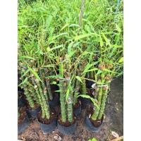 ราคา ต้นไผ่น้ำเต้า/ไผ่ประดับจัดสวนไม้มงคล (26679217787)