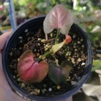 ราคา ต้นออมนาคแดง​ ออมนาค (8995313355)