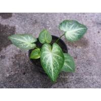 ราคา ชายชล ป้ายสีแล้ว ไม่ต้องลุ้น บอนไทยแท้ #ชายชล #บอนสี (11969116282)