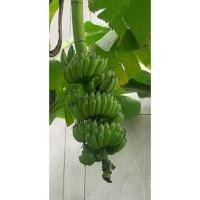 ราคา หน่อกล้วยน้ำว้า/หน่อล่ะ19บาทพอ (19832506953)