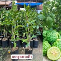 ราคา มะกรูดทาบกิ่ง 1ต้น ลำต้นแข็งแรง สามารถนำใบและลูกไปประกอบอาหารได้ (25270349896)