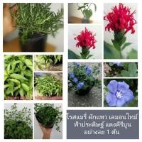 ราคา โรสแมรี่​ ผักแพว​ เลมอนไทม์​ แดงคีรีบูน​ ฟ้าประดิษฐ์อย่างละ 1 ต้น (5897285865)