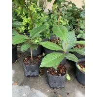 ราคา ต้นพวงครามออสเตรเลีย กิ่งตอนต้นพวงครามออสเตรเลีย สูง 45 ซม (11707419560)