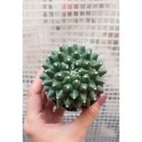 ราคา แมม อิรุซามุ Erusamu (03) (7487227006)