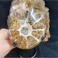 ราคา ฟอสซิลหอย แอมโมไนท์ แอมโมไนต์ ฟอสซิล(Ammonite)มีตำหนิธรรมชาติ ยาว 10.4 ซม.หน้ากว้าง 8.8 ซม.หนา 3.9 ซม.น้ำหนัก 410.6 g. (22863895320)