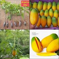 ราคา (1กิ่งตอน) กิ่งตอน มะม่วงอินเดีย พันธุ์ แบงกาโลร่า Bangalora mango มะม่วง ต้นมะม่วง / พิสุทธิ์ (22425753509)