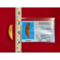 ราคา เขี้ยว หลวงพ่อปาน วัดมงคลโคธาวาส เสือแกะ คลองด่าน พร้อมการ์ดรับรองพระแท้ (40611059794)