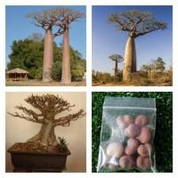 ราคา เมล็ด เบาบับ adansonia digitata 10 เมล็ด (7323824979)