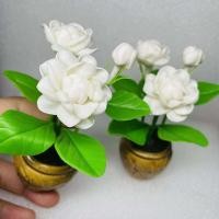 ราคา ดอกมะลิ มะลิวันแม่ มะลิไหว้พระ มะลิดินปั้น (กระถางเดี่ยว/คู่) (9473068104)