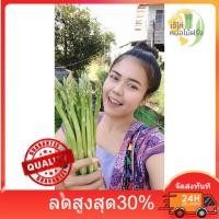 ราคา asparagusหน่อไม้ฝรั่ง500g. เก็บสดๆจากสวนทุกเช้า(หน่อใหญ่)ซื้อ10แถม1 (15748280002)