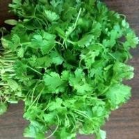 ราคา 100 เมล็ด ผักชี ผักชีลา ผักชีดอย ผักชีใบเลื่อย ผักหอมเทศ ผักหอมเป ผักหอมป้อม ผักชีบ้าน หอมป้อมบ้าน (40773686757)