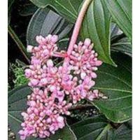 ราคา สร้อยระย้าหรือไข่มุกอันดามันไม้ฟอกอากาศ (6451893816)