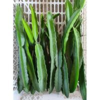 ราคา ตอแก้วมังกรเหลืองอิสราเอล (Israel) พันธุ์แท้ 100% (7669141719)