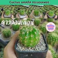 ราคา ดาวล้อมเดือน กระบองเพชร แคคตัส cactus (40152963583)