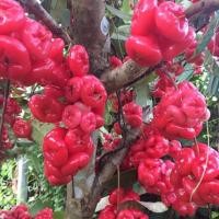 ราคา ชมพู่พลาสติกหรือชมพู่แก้ว (8447946548)