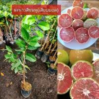 ราคา ต้นมะนาวเนื้อสีชมพู ต้นเสียบยอด สูง 40-60 ซม. มะนาวแปลก มะนาวเนื้อชมพู (40761311259)