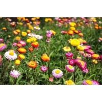 ราคา เมล็ดดอกไม้ 100 เมล็ด เมล็ดดอกกระดาษ เมล็ดบานไม่รู้โรยฝรั่ง ดอกกระดาษคละสี (13825751636)