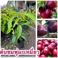 ราคา ต้นชมพู่มะเหมี่ยว ต้นสวยๆพร้อมส่ง (27238920935)