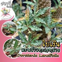 ราคา มะพร้าวทะเลทรายใบเงิน dorstenia lancifolia ไม้เพาะเมล็ด ไม้อวบน้ำ กระบองเพชร succulent แคคตัส cactus ยูโฟเบีย euphorbia (23319507597)