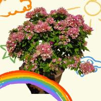 ราคา เฟื้องฟ้าสาวิตรี กระถาง 10" (24293832639)