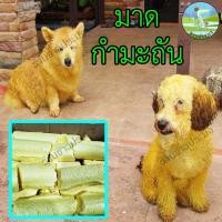 ราคา กำมะถัน มาด มาดผง มาดก้อน กำมะถันแท่ง sulfur กำมะถันก้อน (21087406074)