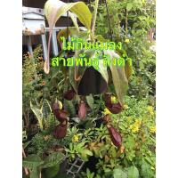 ราคา ต้นหม้อข้าวหม้อแกงลิง ไม้กินแมลง ลิงดำ (9015862269)
