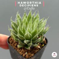 ราคา Haworthia decipiens ฮาโวเทีย ไม้อวบน้ำ กุหลาบหิน cactus&succulentหลากหลายสายพันธุ์ (19550028299)
