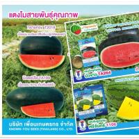 ราคา เมล็ดพันธุ์แตงโม ลูกผสม (24160073285)
