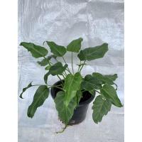 ราคา ต้นซานาดู (ฟิโลเดนดรอน ซานาดู) (21018966344)