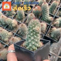 ราคา (ส่งไว)แมมหนามตะขอแดง กระบองเพชร กระถาง 2 นิ้ว(ต้นไม้ส่งทั้งกระถาง) (18075233886)