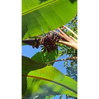 ราคา กล้วยสายพันธุ์สะสม‼️หายากกล้วย #คิงอ็อฟเรด (26869275520)