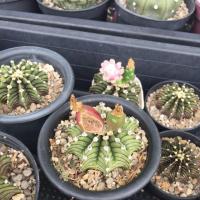ราคา เมล็ด LB2178 X LB2178 Gymnocalycium friedrichii LB2178 ตัวแท้ (2705566087)