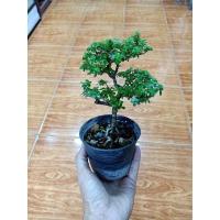 ราคา ต้นเพรมน่าไต้หวัน(บอนไซไม้จิ๋ว) (22101818333)
