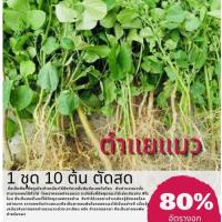 ราคา ตำแยแมว ตำแยแมวพร้อมราก (1ราก) (6988868582)