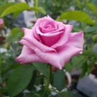 ราคา กุหลาบสีม่วงอมชมพู ดอกใหญ่ (8516077571)