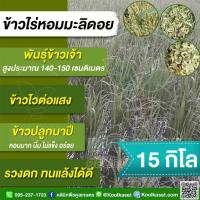 ราคา เมล็ดพันธุ์​ข้าว ข้าวเจ้า ข้าวไร่ ข้าวดอย หอมมะลิดอย นุ่ม หอม รวงดก ทนแล้ง น้ำน้อยปลูกได้ 15 กก. คูลเกษตร KR159 (28881025290)