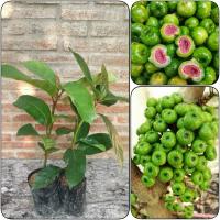 ราคา ต้นมะเดื่อฉิ่ง ลูกฉิ่ง ต้นมะเดื่อชุมพร ขนาด 30-50 cm (24434062976)