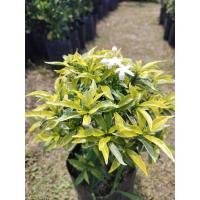 ราคา ต้นพุดศุภโชคใบสีทอง ดอกสีขาวติดดอกดก ดอกกลิ่นหอม ดอกออกตลอดปี สูง 40-50ซ.ม (26889409678)