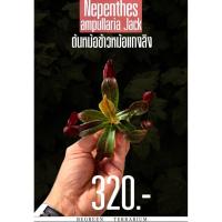 ราคา ต้นหม้อข้าวหม้อแกงลิง Nepenthes Ampullalia Jack (29257762162)