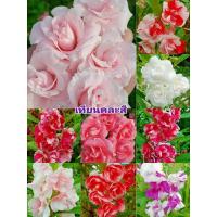 ราคา เมล็ดพันธุ์ดอกเทียนซ้อน ดอกเทียนซ้อนคละสี 1 ชุด 200 เมล็ด (17996478114)