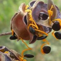 ราคา 30 เมล็ด กระถินเทพา กระถินซาบาห (28642582697)